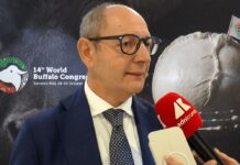 Raimondo (Tutela mozzarella bufala campana Dop): “Filiera 1,2-1,3 mld, quasi una Fiat”
