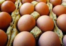 Richiamo uova biologiche per rischio Salmonella: lotti e scadenze