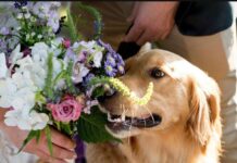 Romasposa, per le nozze sempre più richiesti sostenibilità personalizzazione e dettagli botanici per ritorno alla natura