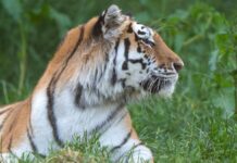 Scavalca il recinto e viene sbranato da una tigre allo zoo: tragedia nello Yorkshire