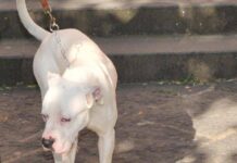Seduta al tavolino di un bar viene azzannata in testa da un cane sfuggito alla dog sitter
