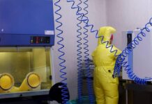 Shamonda virus, primo caso umano: cosa sappiamo, tutti i rischi
