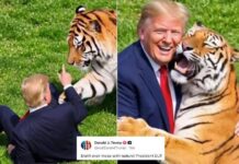 Uomo sbranato da una tigre, Trump posta il video: “Non si scherza con la natura”. Poi pubblica la parodia con IA