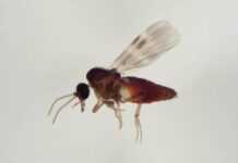 Virus Shamonda, chi lo trasmette? L’imputato è il Culicoides: identikit del ‘moscerino pungente’