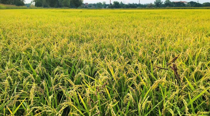 Risorse idriche in Veneto, Venturini: più dati per affrontare i cambiamenti climatici Risorse idriche in Veneto, campo agricolo interessato dalla pianificazione dell’acqua