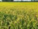 Risorse idriche in Veneto, Venturini: più dati per affrontare i cambiamenti climatici Risorse idriche in Veneto, campo agricolo interessato dalla pianificazione dell’acqua