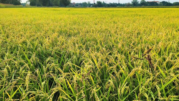 Manovra, Boldrin di Ora!: «I sussidi all’agricoltura danneggiano, non salvano il settore» Sussidi all’agricoltura, campo coltivato senza persone riconoscibili