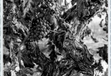Enotria torna alla Biblioteca La Vigna: a Vicenza storia, scienza e cultura del vino Enotria alla Biblioteca La Vigna