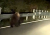 Giovane orso avvistato sulla provinciale ad Enego, la Polizia attiva il monitoraggio Orso avvistato ad Enego lungo la strada provinciale 76 Valgadena