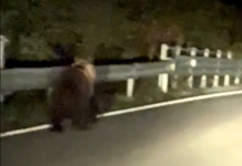 Giovane orso avvistato sulla provinciale ad Enego, la Polizia attiva il monitoraggio Orso avvistato ad Enego lungo la strada provinciale 76 Valgadena