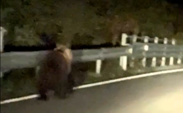 Giovane orso avvistato sulla provinciale ad Enego, la Polizia attiva il monitoraggio Orso avvistato ad Enego lungo la strada provinciale 76 Valgadena