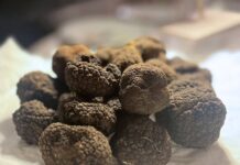 Recantina e Tartufo del Grappa, sei chef protagonisti della serata di Montebelluna Recantina e Tartufo del Grappa, tartufi neri destinati alle preparazioni degli chef