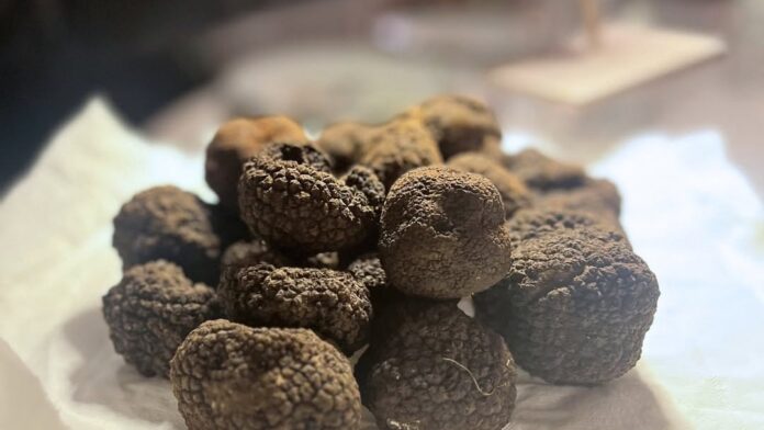 Recantina e Tartufo del Grappa, tartufi neri destinati alle preparazioni degli chef
