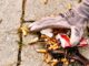 Padova, volontari all’Arcella raccolgono 14.500 mozziconi e 140 chili di rifiuti Raccolta rifiuti all’Arcella, volontari rimuovono mozziconi dalle strade