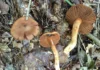 Mostra micologica di Vicenza, a Palazzo Trissino la 59ª edizione dedicata ai funghi Mostra micologica di Vicenza, funghi osservati nel loro ambiente naturale