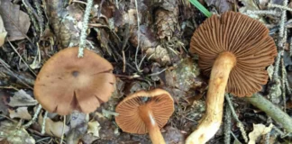 Mostra micologica di Vicenza, a Palazzo Trissino la 59ª edizione dedicata ai funghi Mostra micologica di Vicenza, funghi osservati nel loro ambiente naturale