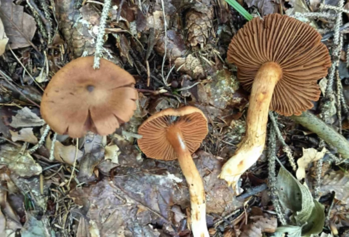 Mostra micologica di Vicenza, funghi osservati nel loro ambiente naturale