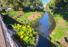 Vicenza si colora d’autunno: Amcps sistema 1.100 viole su nove ponti e in rotatoria viole sui ponti di Vicenza