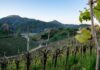 “Acque dei Berici”, alla Biblioteca La Vigna il libro su paesaggi e memorie Acque dei Berici, paesaggio collinare e vigneti nel territorio vicentino