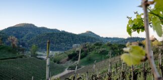 “Acque dei Berici”, alla Biblioteca La Vigna il libro su paesaggi e memorie Acque dei Berici, paesaggio collinare e vigneti nel territorio vicentino