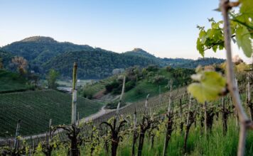 “Acque dei Berici”, alla Biblioteca La Vigna il libro su paesaggi e memorie Acque dei Berici, paesaggio collinare e vigneti nel territorio vicentino