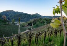 Terme e Colli Euganei, accordo triennale da 4,5 milioni per rafforzare la destinazione accordo per Terme e Colli Euganei