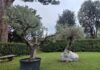 Arzignano, due rotatorie dedicate a Francesco e Leone XIV con gli ulivi del Vaticano Rotatorie di Arzignano, gli ulivi destinati alle aree dedicate a Papa Francesco e Papa Leone XIV