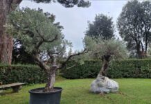 Arzignano, due rotatorie dedicate a Francesco e Leone XIV con gli ulivi del Vaticano Rotatorie di Arzignano, gli ulivi destinati alle aree dedicate a Papa Francesco e Papa Leone XIV
