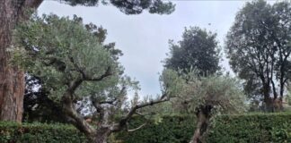 Arzignano, due rotatorie dedicate a Francesco e Leone XIV con gli ulivi del Vaticano Rotatorie di Arzignano, gli ulivi destinati alle aree dedicate a Papa Francesco e Papa Leone XIV