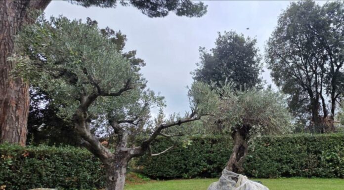 Arzignano, due rotatorie dedicate a Francesco e Leone XIV con gli ulivi del Vaticano Rotatorie di Arzignano, gli ulivi destinati alle aree dedicate a Papa Francesco e Papa Leone XIV