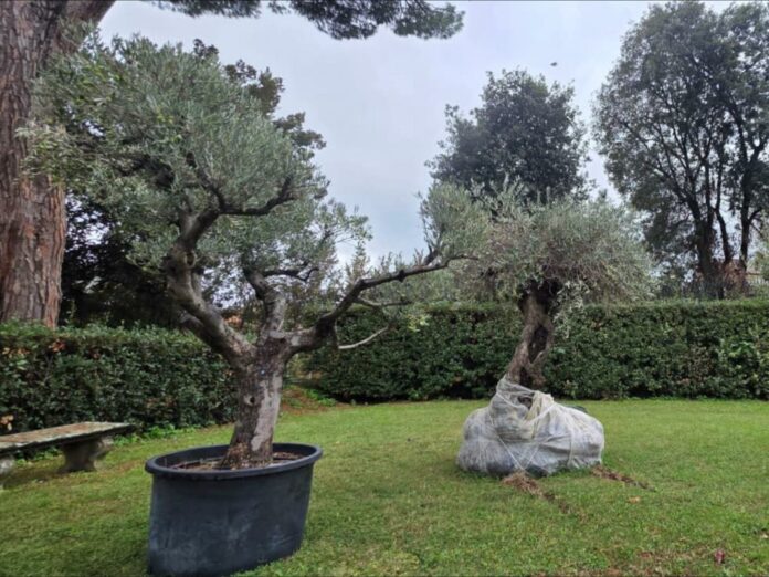 Arzignano, due rotatorie dedicate a Francesco e Leone XIV con gli ulivi del Vaticano Rotatorie di Arzignano, gli ulivi destinati alle aree dedicate a Papa Francesco e Papa Leone XIV