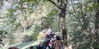 Schio, gli studenti raccontano gli alberi della Valletta con nuovi cartelli informativi alberi della Valletta a Schio