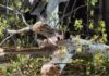 Thiene, manutenzione del verde pubblico: alberi abbattuti e nuove piantumazioni Manutenzione del verde pubblico a Thiene, albero abbattuto per ragioni di sicurezza