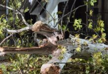 Thiene, manutenzione del verde pubblico: alberi abbattuti e nuove piantumazioni Manutenzione del verde pubblico a Thiene, albero abbattuto per ragioni di sicurezza