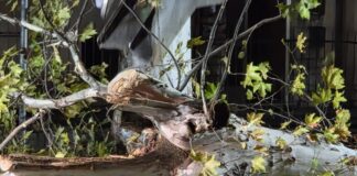 Thiene, manutenzione del verde pubblico: alberi abbattuti e nuove piantumazioni Manutenzione del verde pubblico a Thiene, albero abbattuto per ragioni di sicurezza
