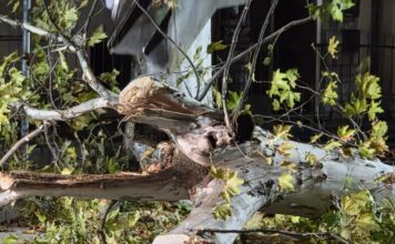 Thiene, manutenzione del verde pubblico: alberi abbattuti e nuove piantumazioni Manutenzione del verde pubblico a Thiene, albero abbattuto per ragioni di sicurezza