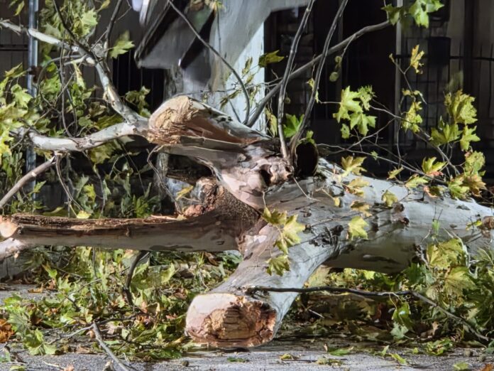 Thiene, manutenzione del verde pubblico: alberi abbattuti e nuove piantumazioni Manutenzione del verde pubblico a Thiene, albero abbattuto per ragioni di sicurezza