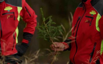 Otto anni dalla tempesta Vaia, Stefani ricorda vittime, soccorritori e rinascita delle valli Otto anni dalla tempesta Vaia, operatori forestali mostrano una giovane pianta nei boschi veneti