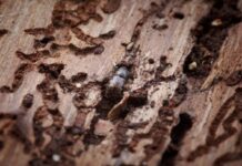 Forest arriva a Vicenza: il documentario racconta boschi, Vaia e lavoro forestale Forest a Vicenza, il bostrico nel legno dei boschi colpiti dopo la tempesta Vaia