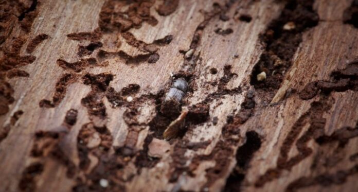 Bostrico nei boschi raccontati dal documentario Forest Forest a Vicenza, il bostrico nel legno dei boschi colpiti dopo la tempesta Vaia