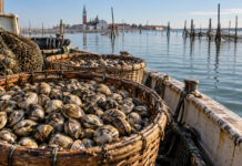 Pesca delle vongole in Veneto, 400 mila euro alle imprese fermate dalla crisi dei banchi Contributi alla pesca delle vongole, ceste di molluschi su una barca in laguna